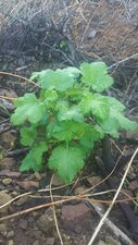 Ribes malvaceum Fire recovery